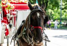 La muerte de un caballo en Central Park reabre el debate de los carruajes Caballo