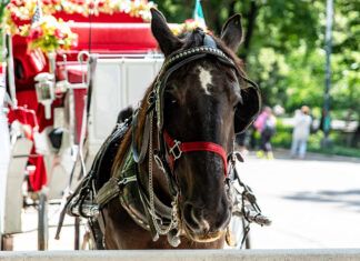La muerte de un caballo en Central Park reabre el debate de los carruajes Caballo