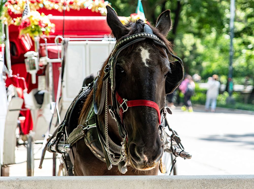Caballo