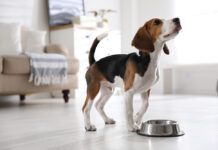 Londres tendrá una de las mayores plantas de carne cultivada de Europa Cute Beagle puppy near feeding bowl at home. Adorable pet
