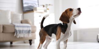 Londres tendrá una de las mayores plantas de carne cultivada de Europa Cute Beagle puppy near feeding bowl at home. Adorable pet