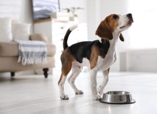 Londres tendrá una de las mayores plantas de carne cultivada de Europa Cute Beagle puppy near feeding bowl at home. Adorable pet