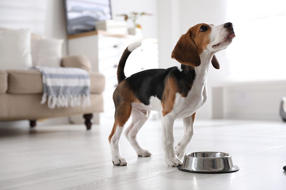 Cute Beagle puppy near feeding bowl at home. Adorable pet