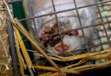 Cataluña avanza hacia la prohibición de las granjas peleteras animal-herido