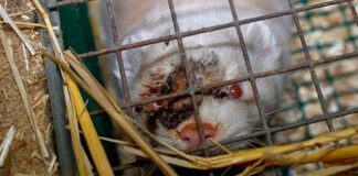 Cataluña avanza hacia la prohibición de las granjas peleteras animal-herido