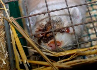Cataluña avanza hacia la prohibición de las granjas peleteras animal-herido