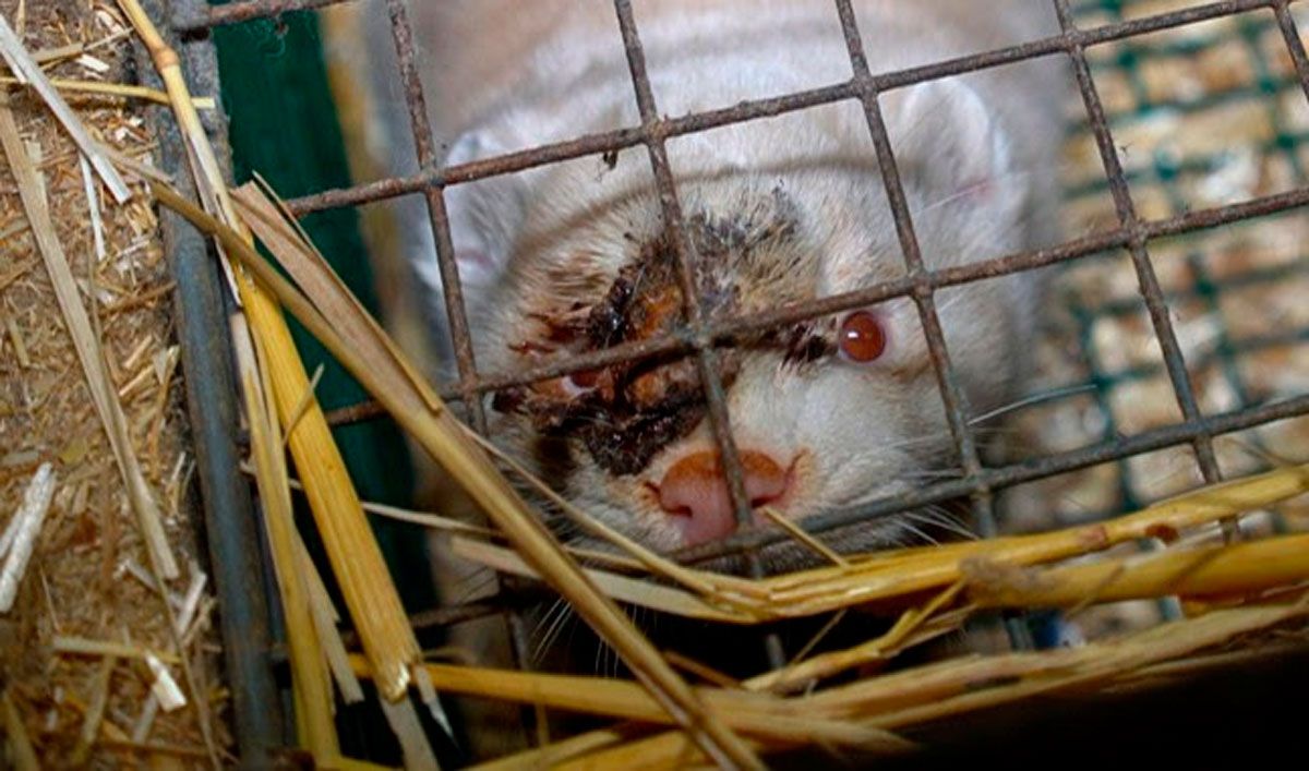 animal-herido