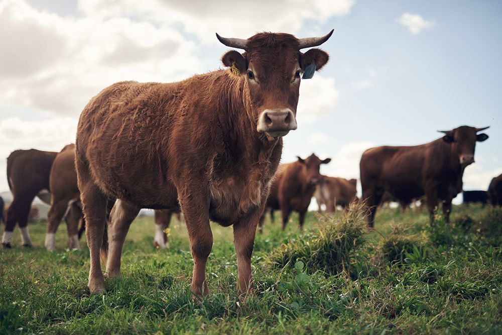 Cows