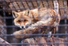 El fin de la peletería: la evolución ética necesaria peletería ética portrait of a wary beautiful fox behind bars, a fox in a defensive position looks at the viewer