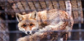 El fin de la peletería: la evolución ética necesaria peletería ética portrait of a wary beautiful fox behind bars, a fox in a defensive position looks at the viewer