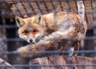 El fin de la peletería: la evolución ética necesaria peletería ética portrait of a wary beautiful fox behind bars, a fox in a defensive position looks at the viewer