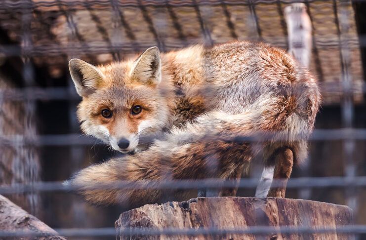 El fin de la peletería: la evolución ética necesaria peletería ética portrait of a wary beautiful fox behind bars, a fox in a defensive position looks at the viewer