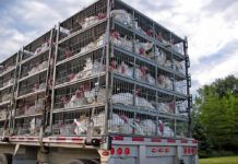 Los dilemas éticos del transporte de animales turkeys in cages