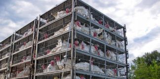 Los dilemas éticos del transporte de animales turkeys in cages