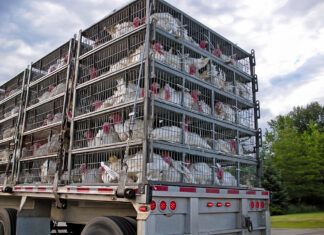 Los dilemas éticos del transporte de animales turkeys in cages