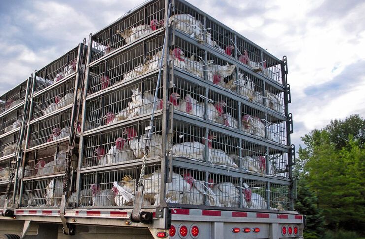 Los dilemas éticos del transporte de animales turkeys in cages