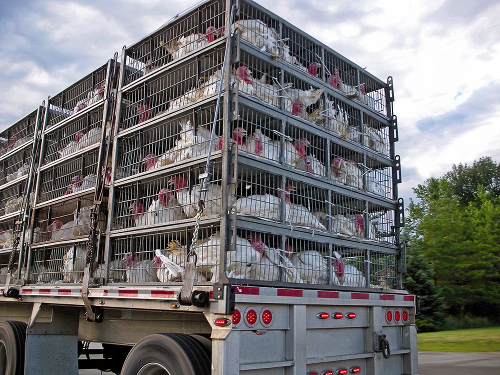 turkeys in cages