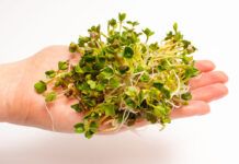 Germinados: vida y energía en tu plato Brotes de rábano frescos