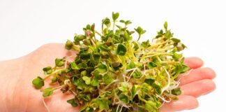 Germinados: vida y energía en tu plato Brotes de rábano frescos