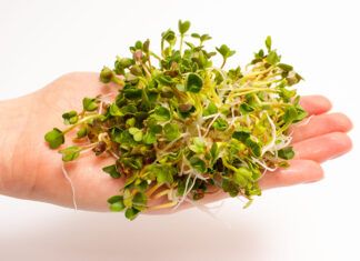 Germinados: vida y energía en tu plato Brotes de rábano frescos