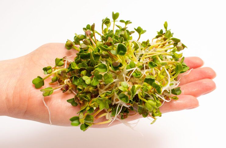 Germinados: vida y energía en tu plato Brotes de rábano frescos