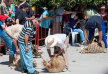 Los costes de la lana Esquilada tradicional