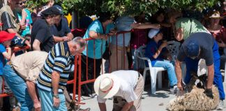 Los costes de la lana Esquilada tradicional