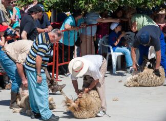Los costes de la lana Esquilada tradicional