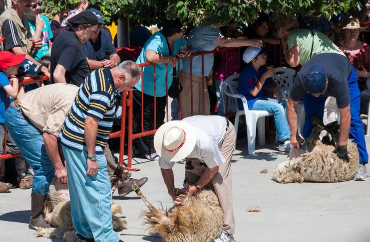 Los costes de la lana Esquilada tradicional