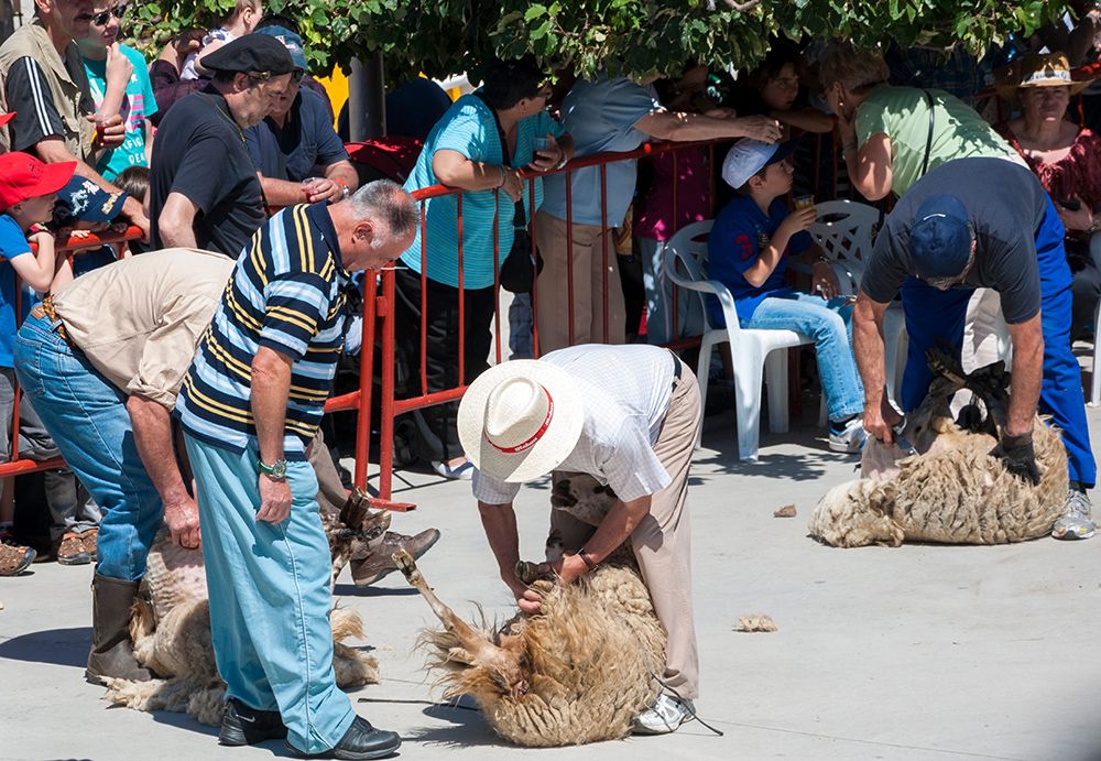 Esquilada tradicional
