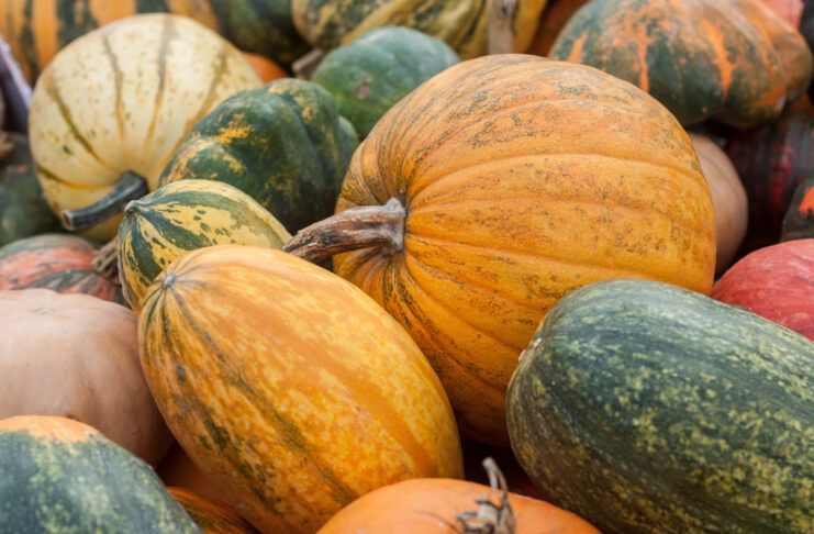 El Escaparate Vegano, Octubre 2026
